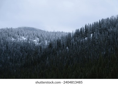 Colorado Snow Covered Pine Trees After First Snowfall of the Year. Kebler Pass Wide View Green Christmas Trees Forest Covered with Snow.
