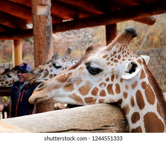 Colorado Springs, Colorado/United States - October 2018: Giraffes at Cheyenne Mountain Zoo