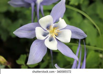 503 Colorado state flower columbine Images, Stock Photos & Vectors ...