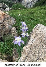 Colorado State Flower Rocky Mountain Columbine