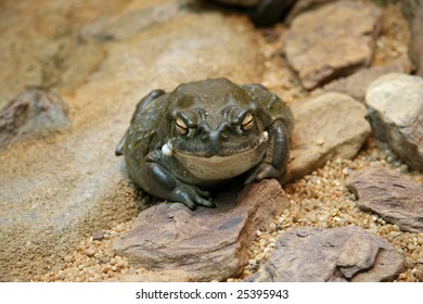 Colorado Toad - Bufo Alvarius