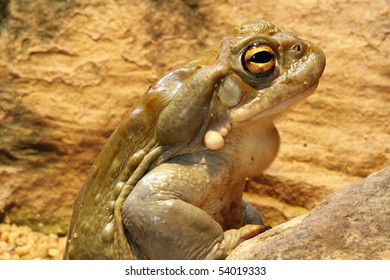 Colorado Toad - Bufo Alvarius