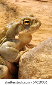 Colorado Toad - Bufo Alvarius