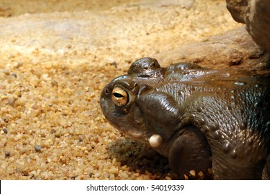 Colorado Toad - Bufo Alvarius