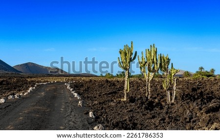 Colorado volcano with cacti (Cactaceae), Lanzarote, Canary Islands, Spain,