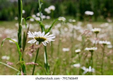 Colorado White Wild Flowers, San Juan National Forest