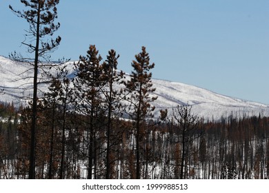 Colorado Wild Fire Burn Trees At Day 