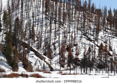 Colorado Wild Fire Burn Trees At Day 