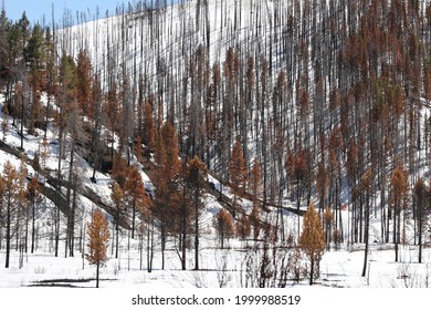 Colorado Wild Fire Burn Trees At Day 