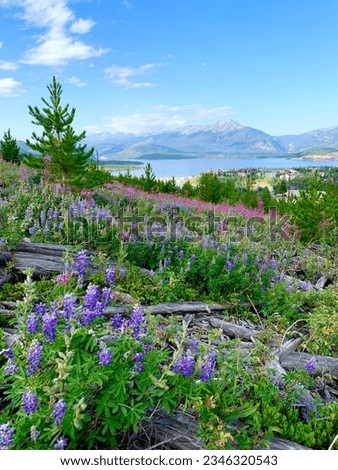 Colorado wild flowers, lake and mountains, Dillon, Colorado