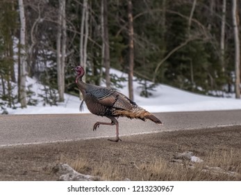 Colorado Wild Turkey Preparing To Cross Road During Winter