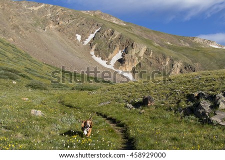 Colorado's Rocky Mountains at the continental divide, Guanella pass near Georgetown - Basset hound enjoys being off-leash.  