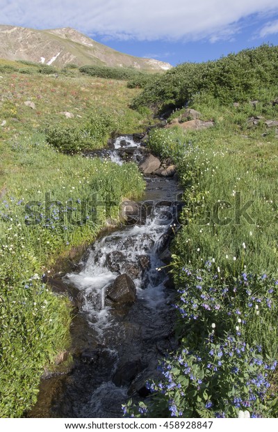 Colorado\'s Rocky Mountains at the continental\
divide, Guanella pass near Georgetown - Wildflowers at a creek near\
near Square Top Lake