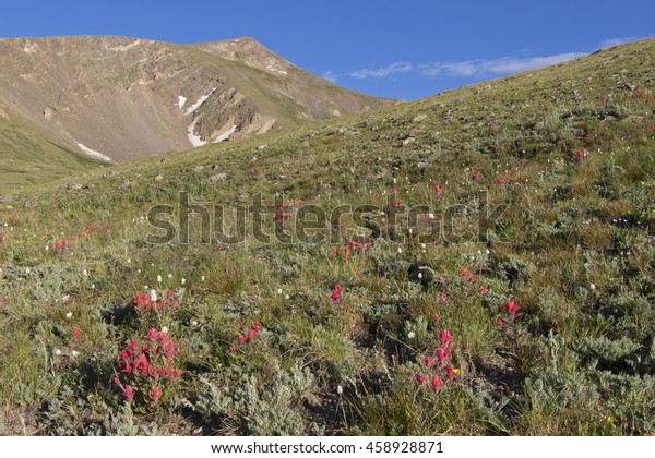 Colorado\'s\
Rocky Mountains at the continental divide, Guanella pass near\
Georgetown - Wildflowers near Square Top\
Lake