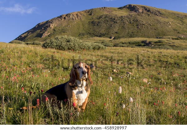 Colorado\'s Rocky Mountains at the continental divide,\
Guanella pass near Georgetown - Basset hound enjoys being\
off-leash.  