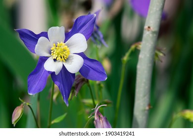 Columbine の画像 写真素材 ベクター画像 Shutterstock