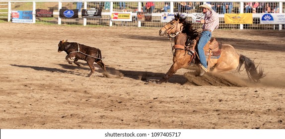 Calf Roping High Res Stock Images Shutterstock