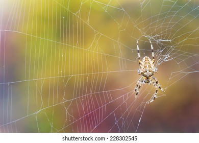 colored background spider on a web
