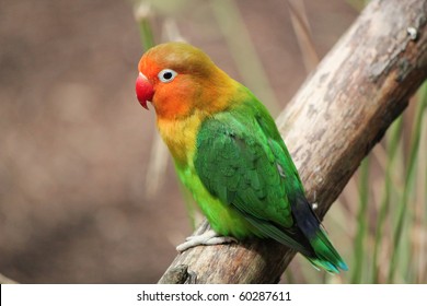 Colored bird agapornis-fischeri alone and standing on a branch