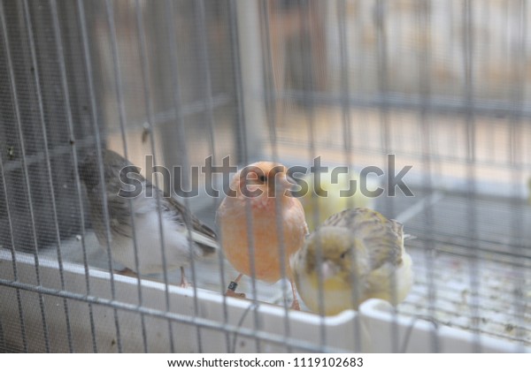 colored bird in the
cage