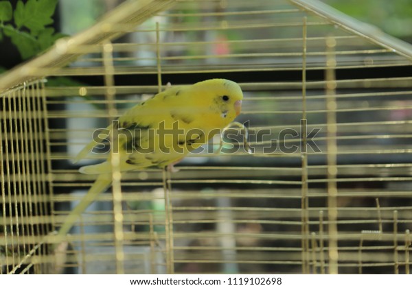 colored bird in the\
cage