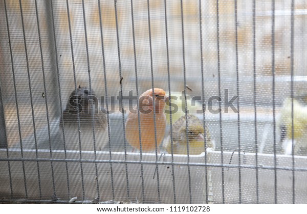 colored bird in the\
cage