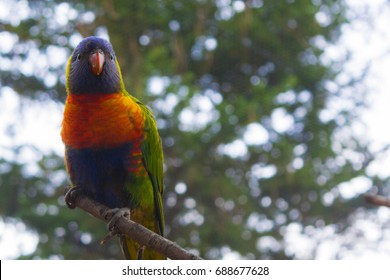 Colored bird of the parrot family  - Rainbow lorikeet - Shutterstock ID 688677628