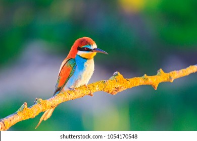 colored bird sits on a branch in the rays of the sun