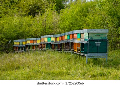 Colored Boxes Production Honey Bees Stock Photo (Edit Now) 1725220066