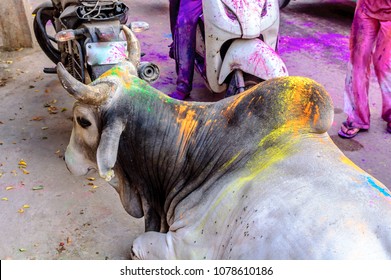 A Colored Brahma Cattle Cow For The Hindu Festival Holi In Jodhpur India