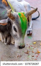 A Colored Brahma Cattle Cow For The Hindu Festival Holi In Jodhpur India