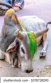 A Colored Brahma Cattle Cow For The Hindu Festival Holi In Jodhpur India