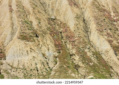 Colored Bushes On A Steep Slope In The Mountains.