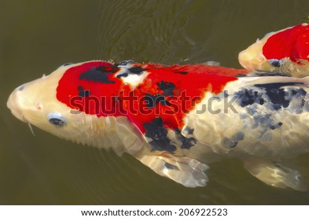 A Colored Carp