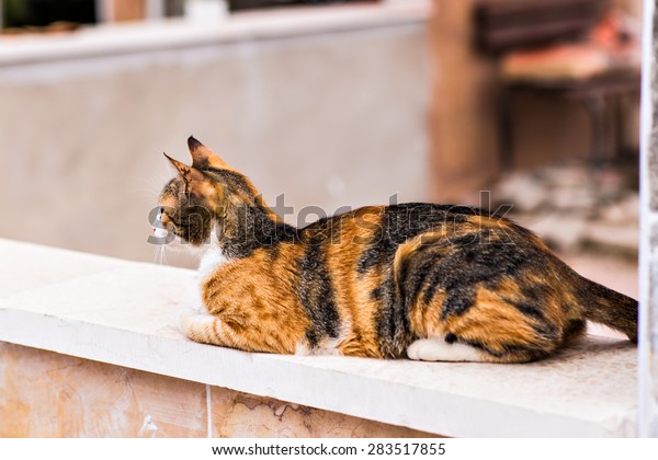 Colored Cat Stock Photo (Edit Now) 283517855