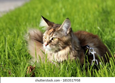 Chat Maine Coon Stock Photos Images Photography Shutterstock