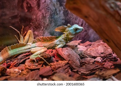 A colored chameleon lizard warms up under a lamp at the zoo.