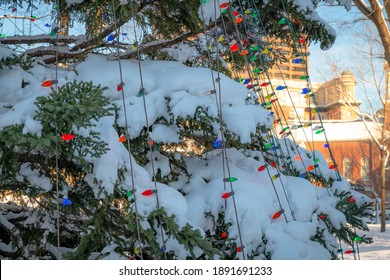 Colored Christmas Lights On A Snow Covered Tree On Boston Common