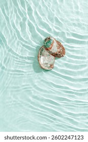 Colored closeup shells floating