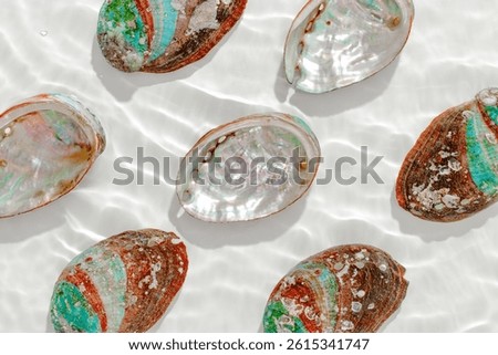 Colored closeup shells floating on waves clear white sea water at sunlight. Beauty nature textured Seashells, marine life, nautical style, Minimal summer aesthetic, beach lifestyle, soft pastel color