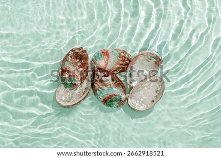 Colored closeup shells floating on waves green blue sea water at sunlight, creative pattern. Beauty nature textured  Seashells, marine life, nautical style, Minimal summer aesthetic, beach lifestyle