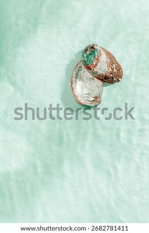 Colored closeup shells floating on waves green blue sea water at sunlight. Beauty nature textured  Seashells, marine life, nautical style, Minimal summer aesthetic, beach lifestyle, soft pastel color