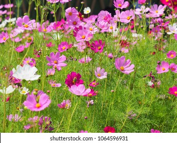 Colored Common Cosmos