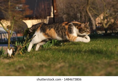 Colored Domestic Cat Jumps Over Bed Of Roses To Pleasant Green Grass. Kitten In Jump. Long Jump. Pedigree Young Pet Spring From Back Legs And Stretched Her Front Legs For Better Fall