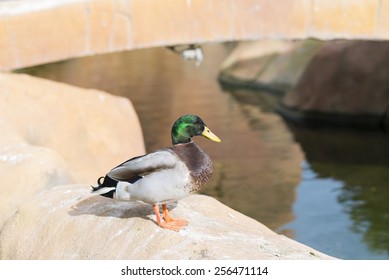 Colored duck.