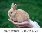 Colored dwarf rabbit fox sit on a woman
