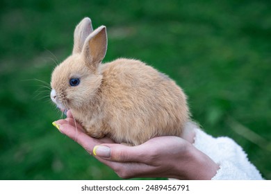 Colored dwarf rabbit fox sit on a woman's hand on a sunny day before Easter, profile