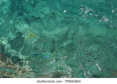 Colored fish from the surface