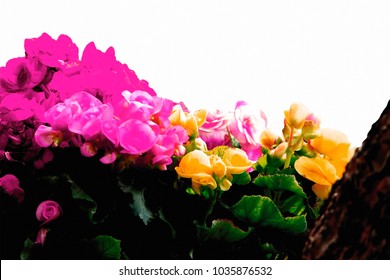 Colored flower on white background,Selective focus colored flower on white background.