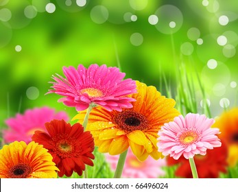 colored gerberas flowers - Powered by Shutterstock